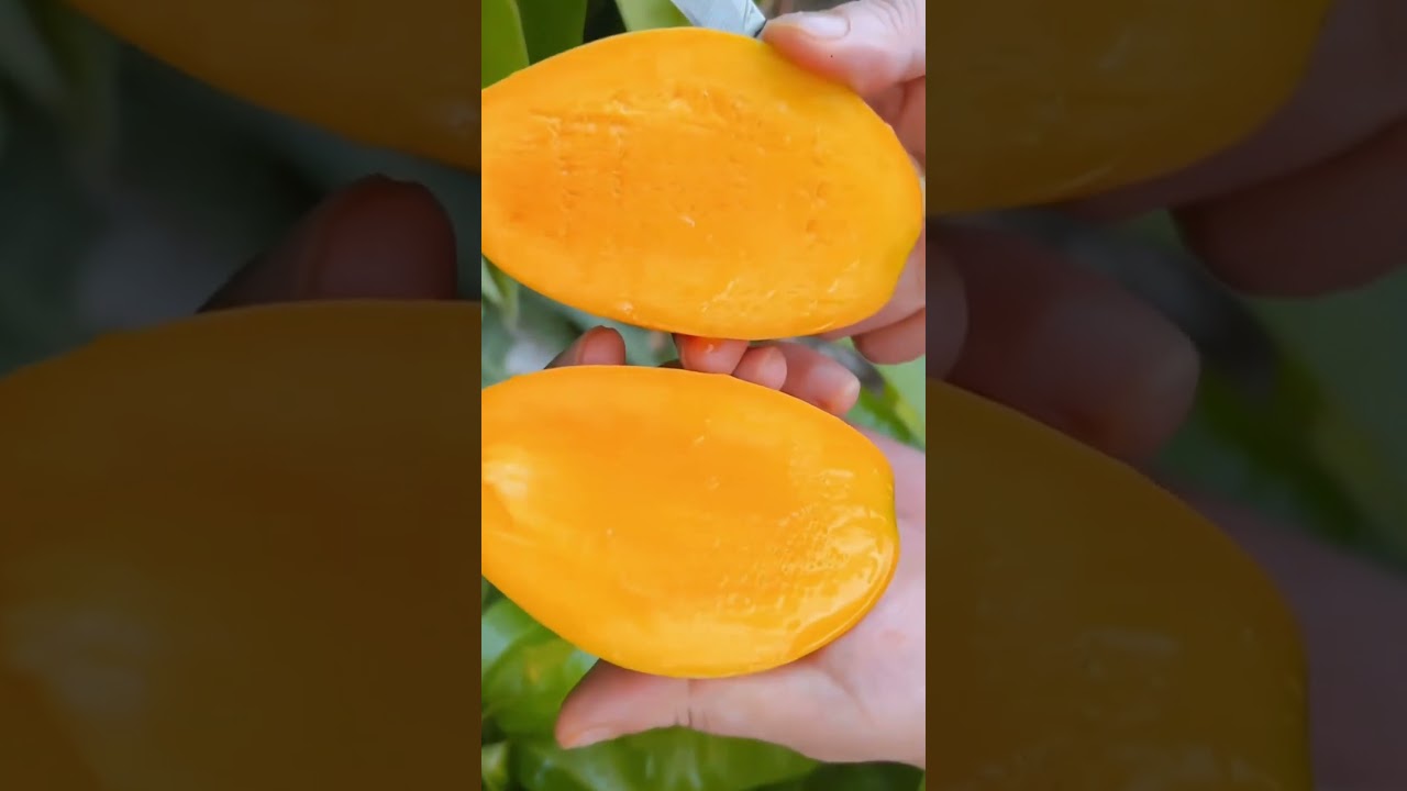 Sweet Mango Harvest: Picking Juicy, Ripe Mangoes #MangoHarvest #SweetMangoes #JuicyMangoes