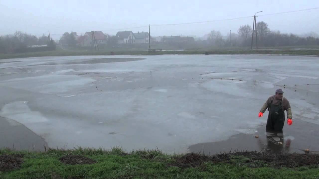 Stąd płyną karpie na wigiljne stoły