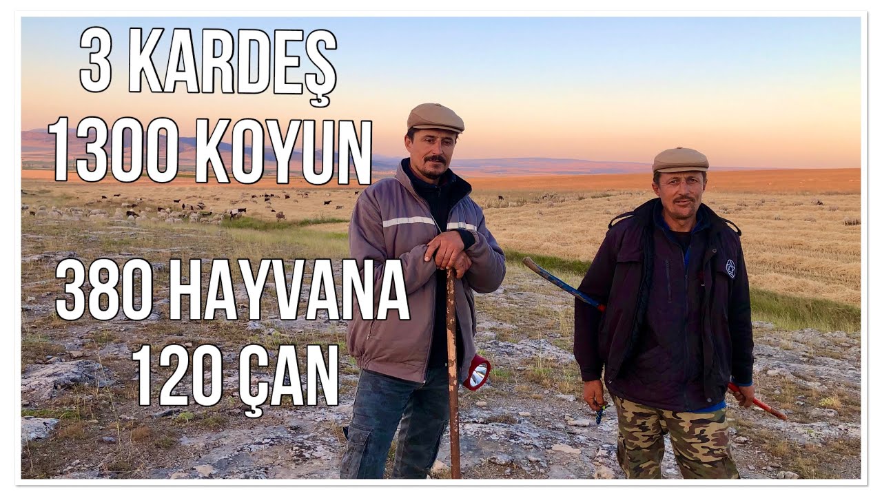 3 KARDEŞ 1.300 KOYUN - 380 KOYUNA 120 ÇAN