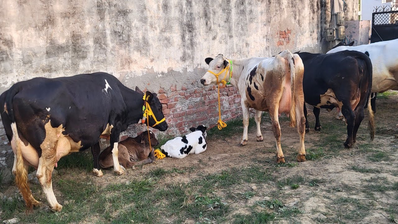 हरियाणा डेयरी की मिल्किंग करवा के 25 ली दूध वाली 1-2 ब्यांत एच.एफ 88 हजार के हिसाब में #HaryanaDairy