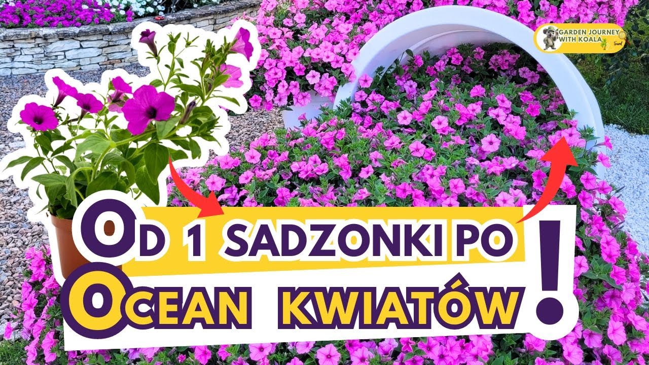 Posadziłam Supertunie i co dalej? #roslinyozdobne #kwiaty #ogrodnictwo #pielegnacja #dom #ogrod