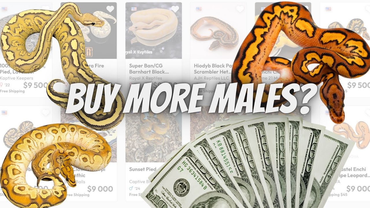 Strategies I Use When Acquiring New Males for my Breeding
