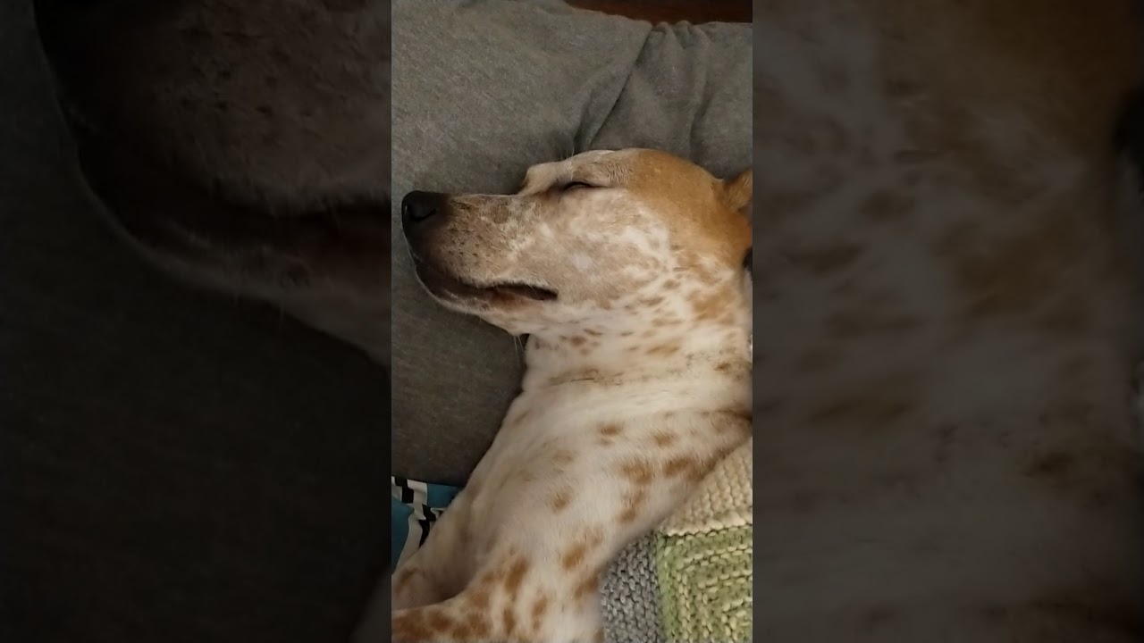 The Twitching Sleeping Beauty