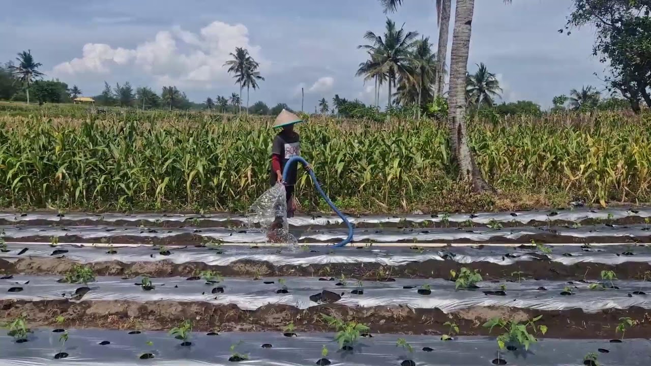 UNDERRATED FARMER TECH: EFFICIENT CHILI IRRIGATION WITH MODERN HOSES! -agriculture farming