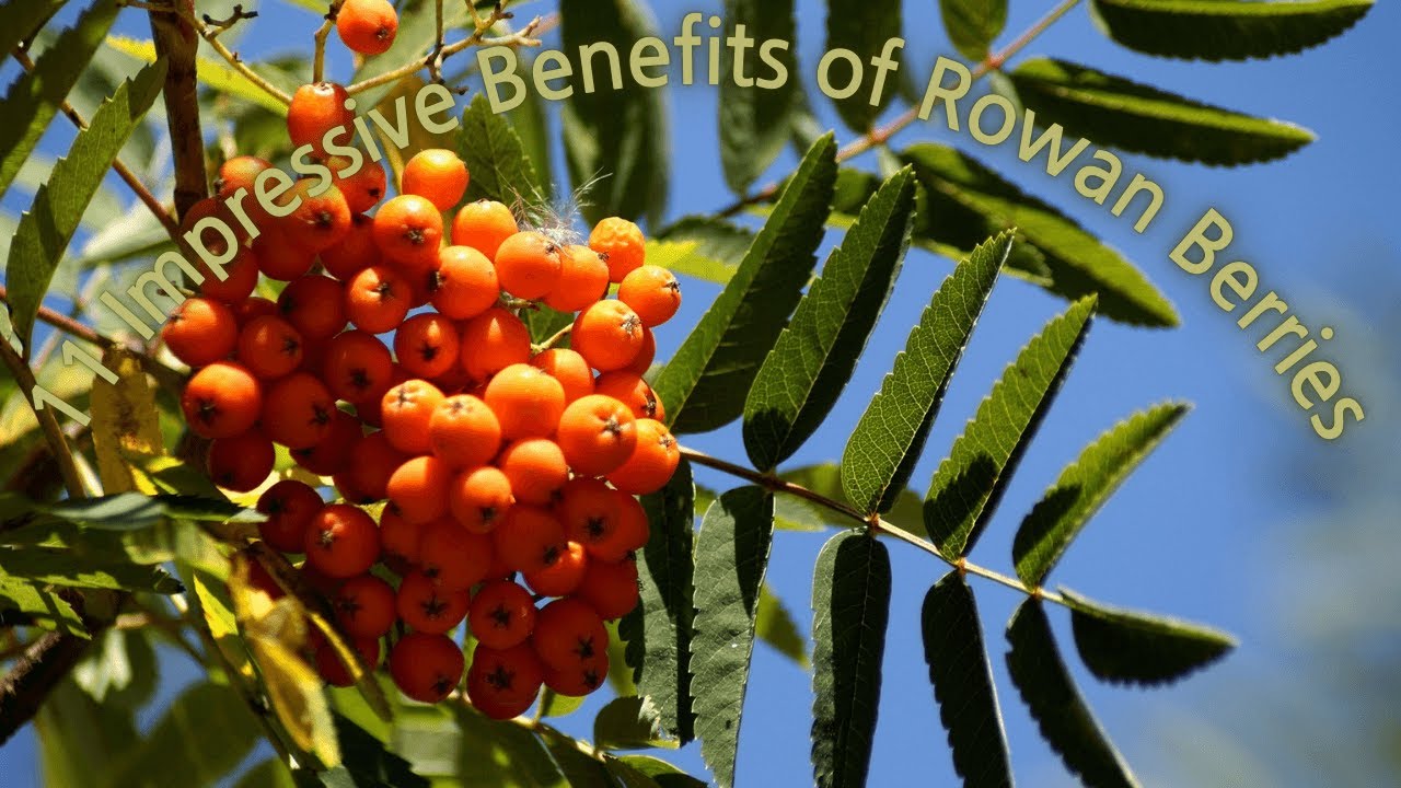 11 Impressive Benefits of Rowan Berries