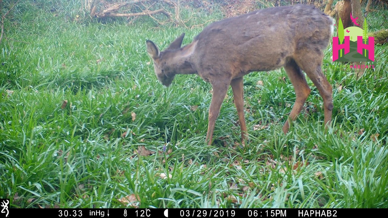 Which wildlife species eats native bluebells?