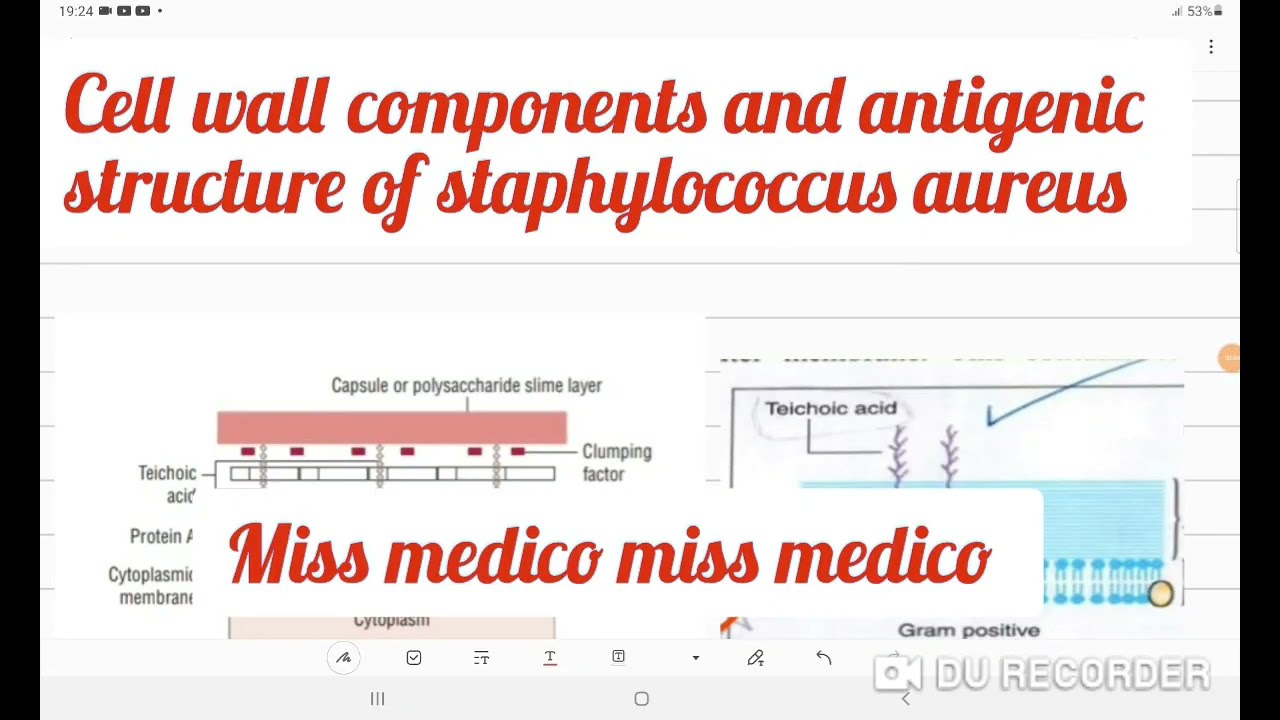 CELL WALL COMPONENTS AND ANTIGENIC STRUCTURE OF STAPHYLOCOCCUS Aureus