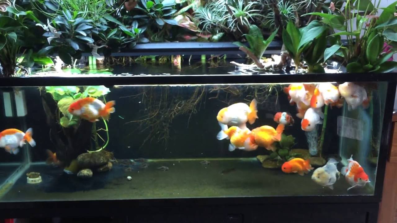 My goldfish