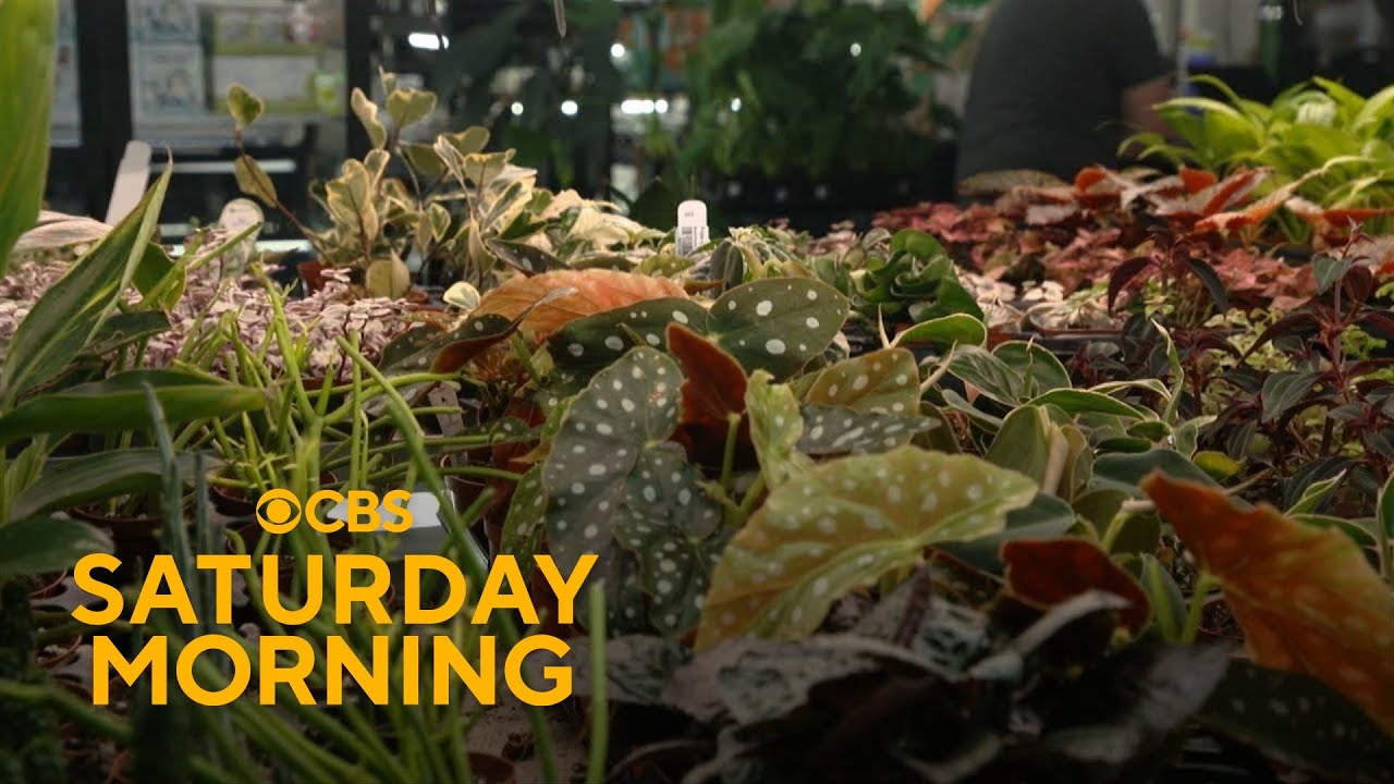 The indoor plant market is in full bloom. Here’s what’s driving that growth
