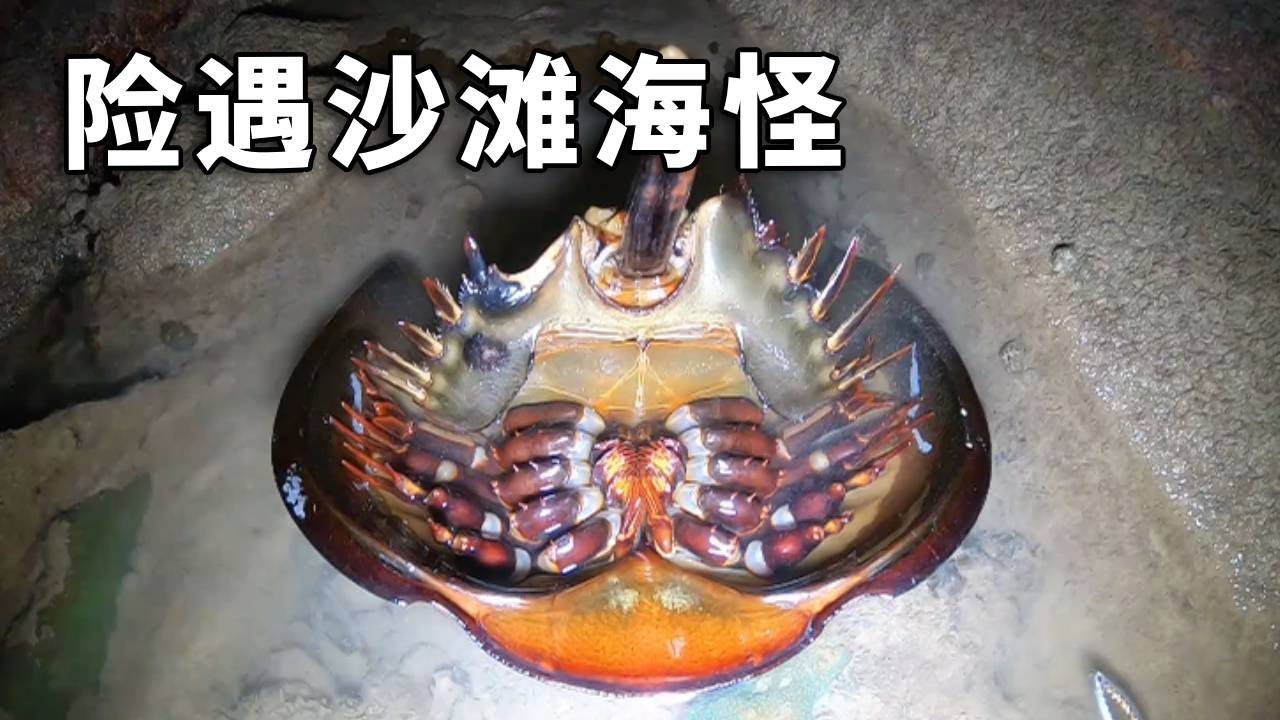 《钓鱼赶海》：阿平赶海拯救了一只被搁浅的海怪，之后还遇到了很多有毒性的海货 