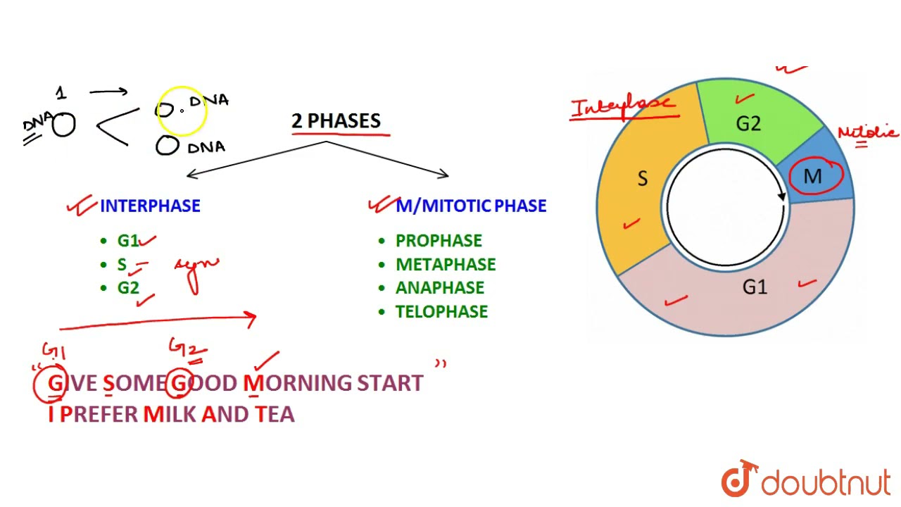 Best Trick To Learn Cell Cycle (Mitosis & Meiosis) | NEET 2020 | Mnemonics | 11 | TRIANGLES | BI...