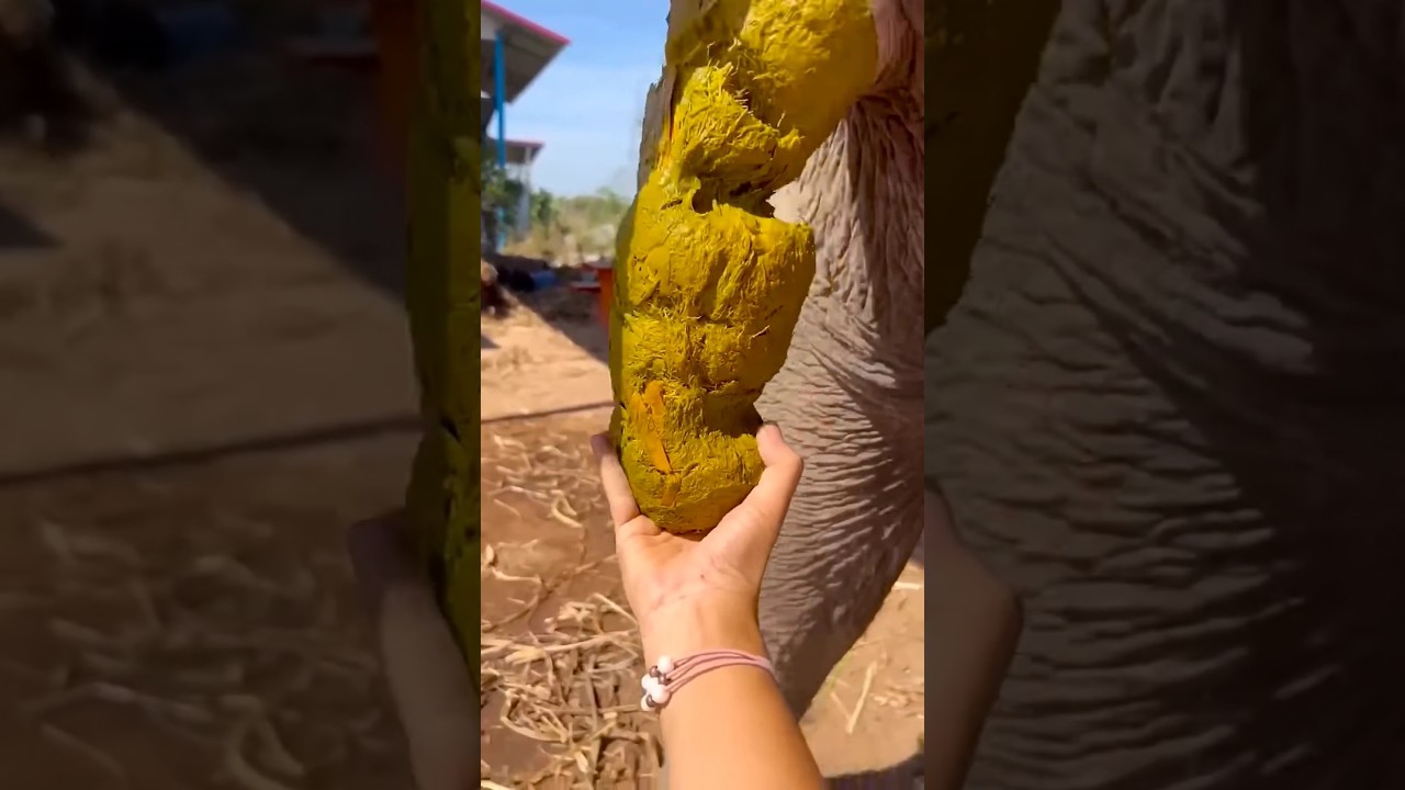 🥑🤓😭ASMRAMERICA'S#śmieszne #s...