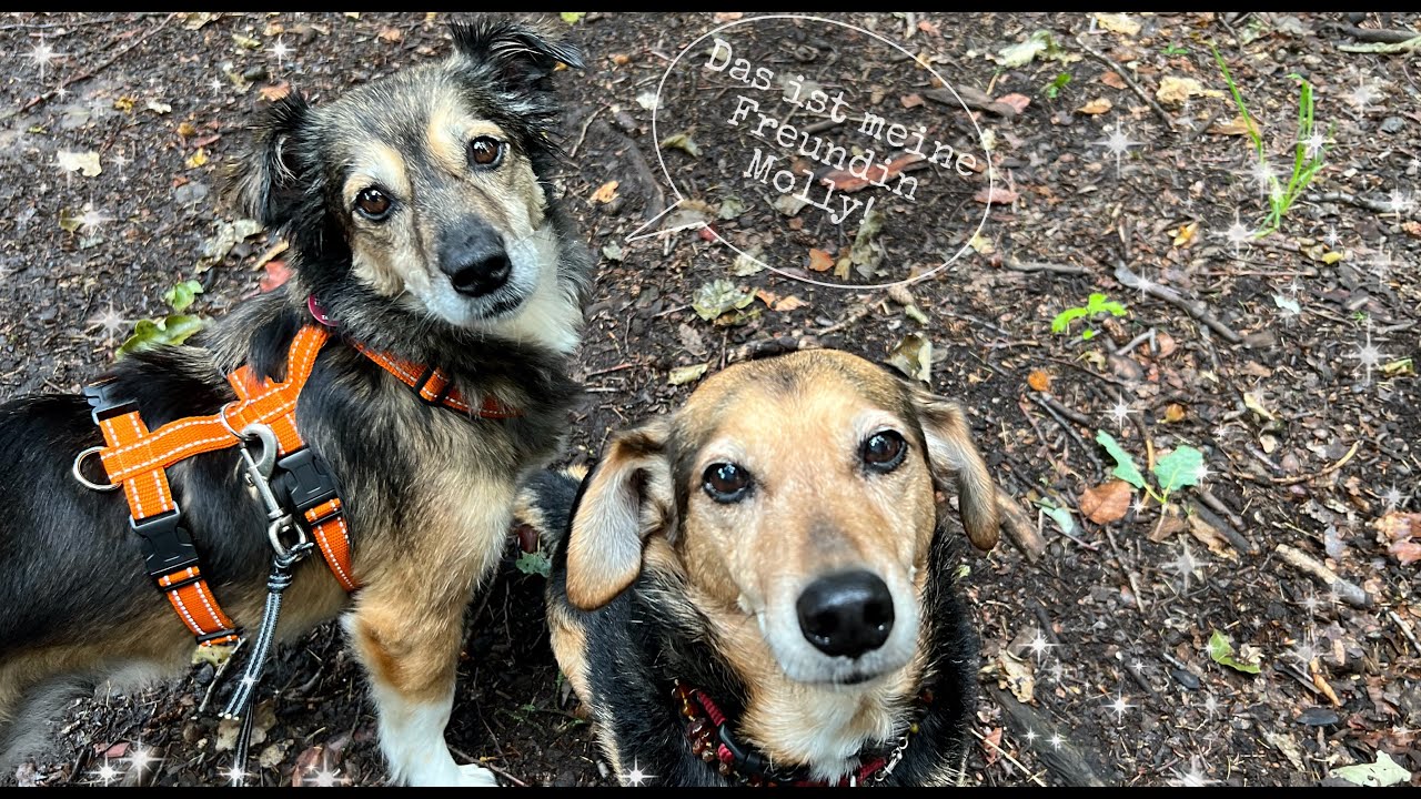 Eine Freundin für meinen Hund | Die Schweinwohner