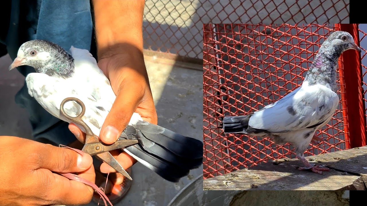 How to cut BABY PIGEON Feathers & Tail ?