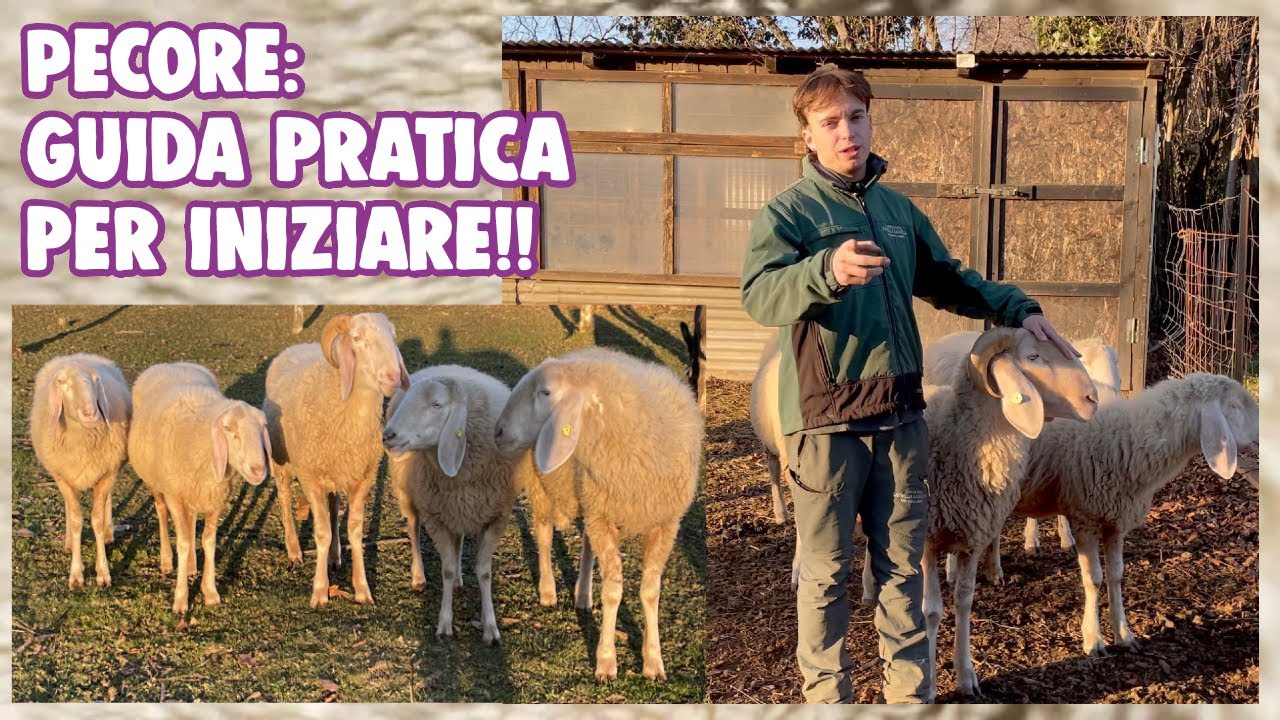 PECORE🐑: TUTTI i CONSIGLI per INIZIARE!!