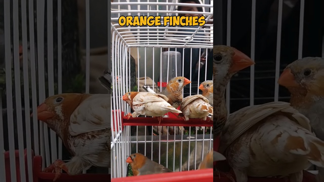 Quality Is always sold|Orange Mutation Finches|Get Birds Info|#finches