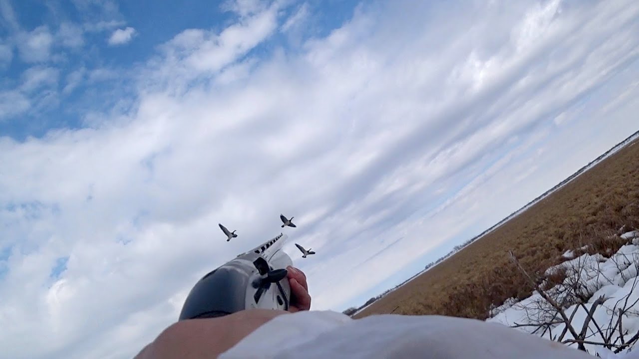 Охота на гуся. Весна 2025.