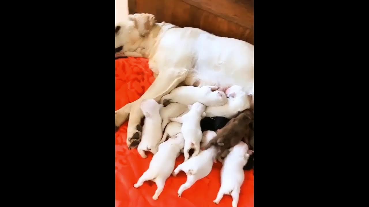 Dogbaby100k Live Stream