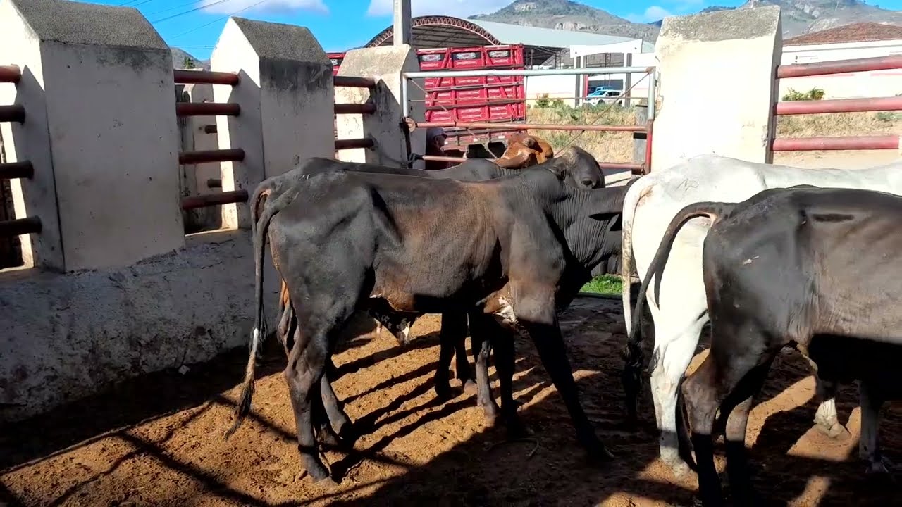 Gado pra vender em Vertentes Pernambuco com seu Lalá,todos os sábados. 24/01/2026.