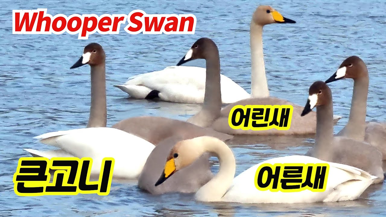 [새/Bird] 맥도생태공원에 다시 돌아온 🦢 큰고니 가족들 | Whooper Swan 4K Vlog / TK Noh Channel