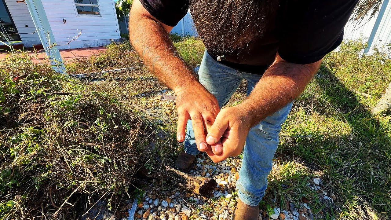 I Was Forced to Stop When I Got Bit While Pulling Weeds Bare Handed