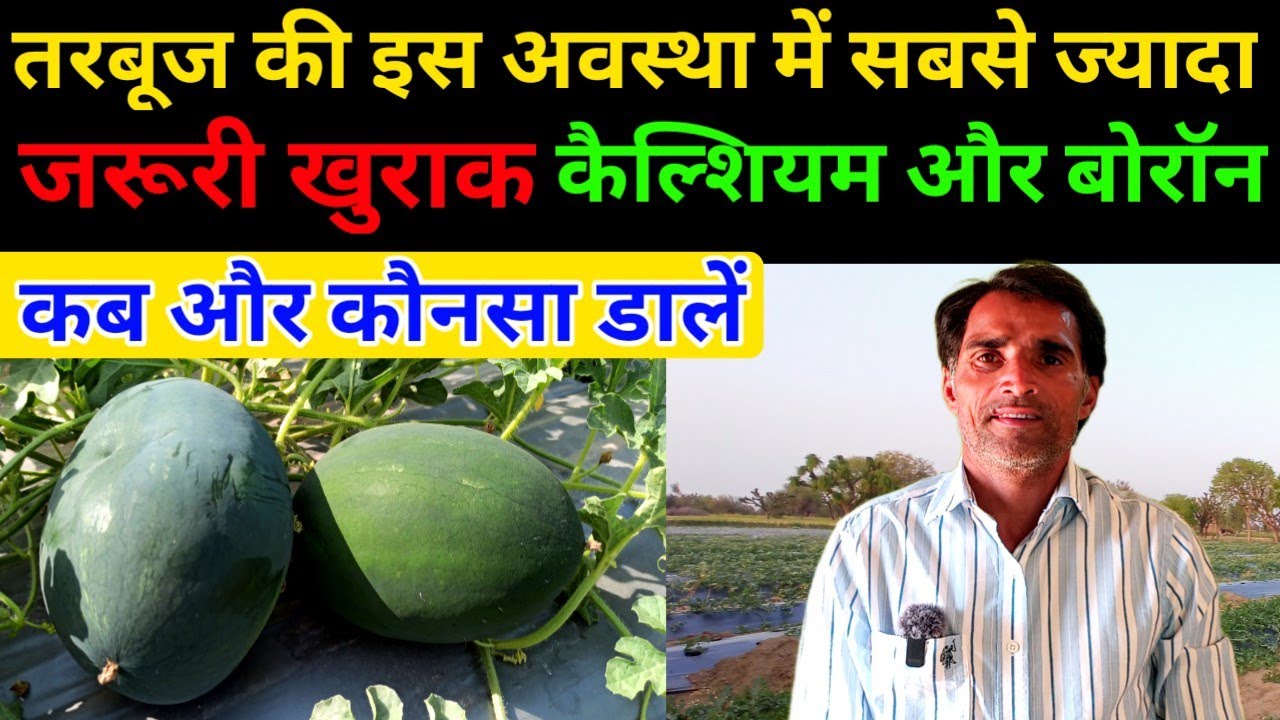 तरबूज में कैल्शियम और बोराॅन की सबसे जरूरी खुराक A to Z |