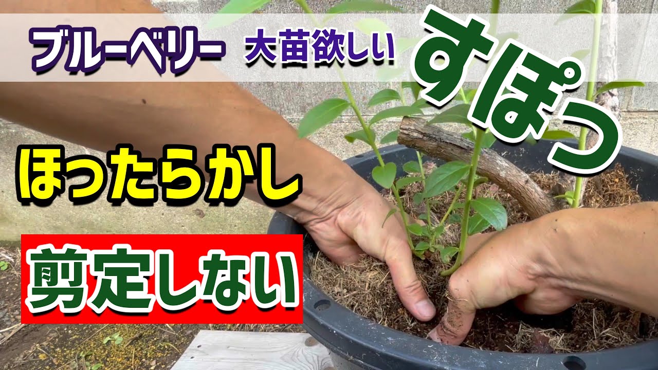 ブルーベリー栽培　コレは安心！ほったらかしでも大苗が育つ方法もあります。サッカーで苗を作る。久しぶりに取り木しました。