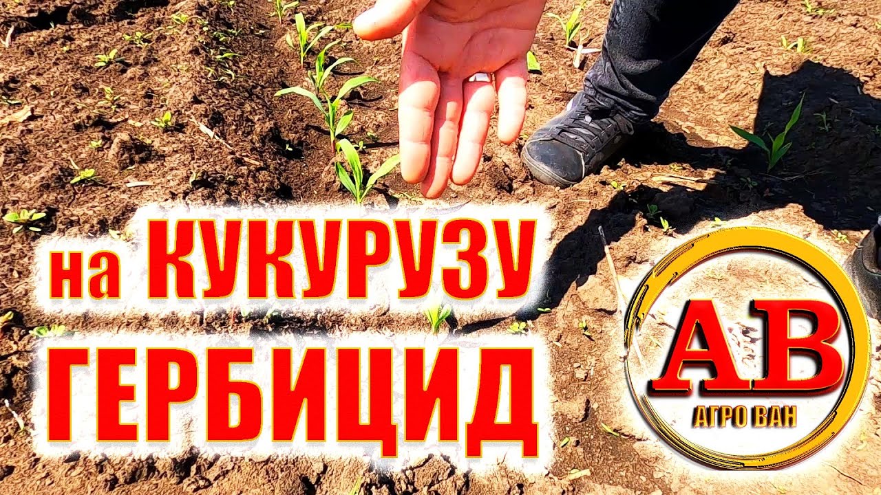 🌽ЯК НЕ КРУТИ А КУКУРУДЗА  ПОВИННА БУТИ ЧИСТА ПІСЛЯ #ГЕРБІЦИДУ