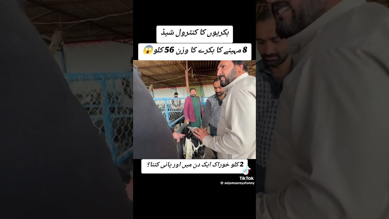 #anjumsaroya #punjabi  #chaghi #goatfarmingpakistan  #suggestionswithfun