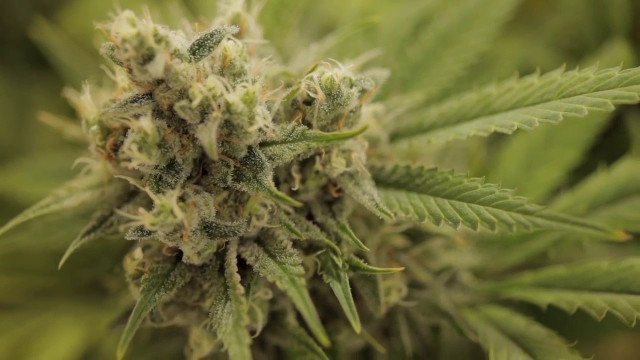 Durban Poison Strain