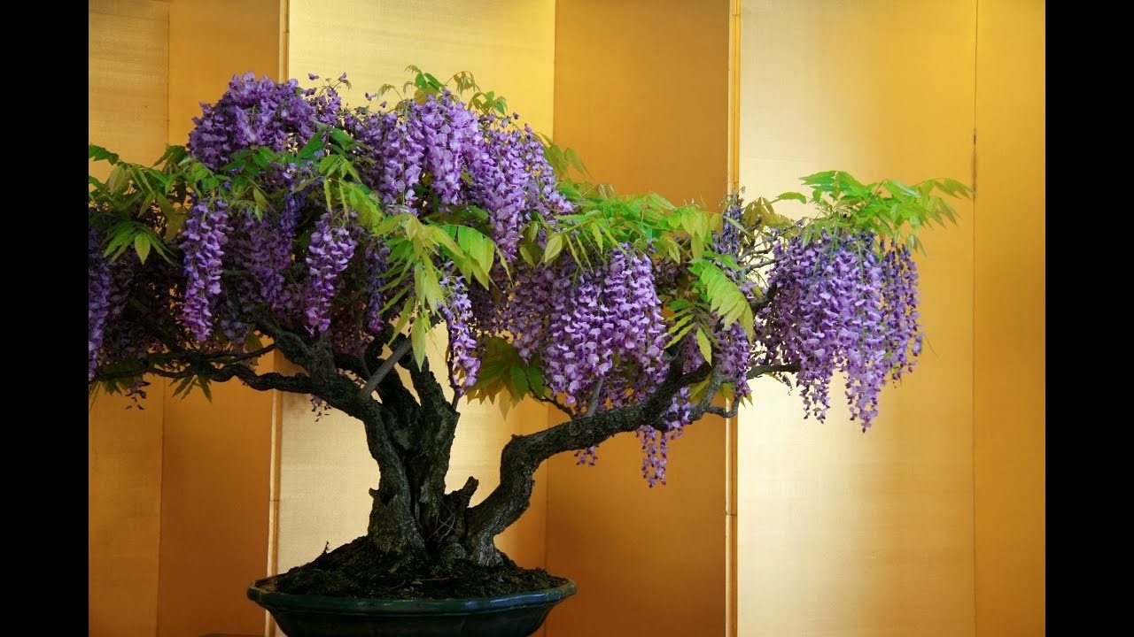 COMO FAZER BONSAI COM GLICÍNIA ( FUJI) | Como Fazer Bonsai