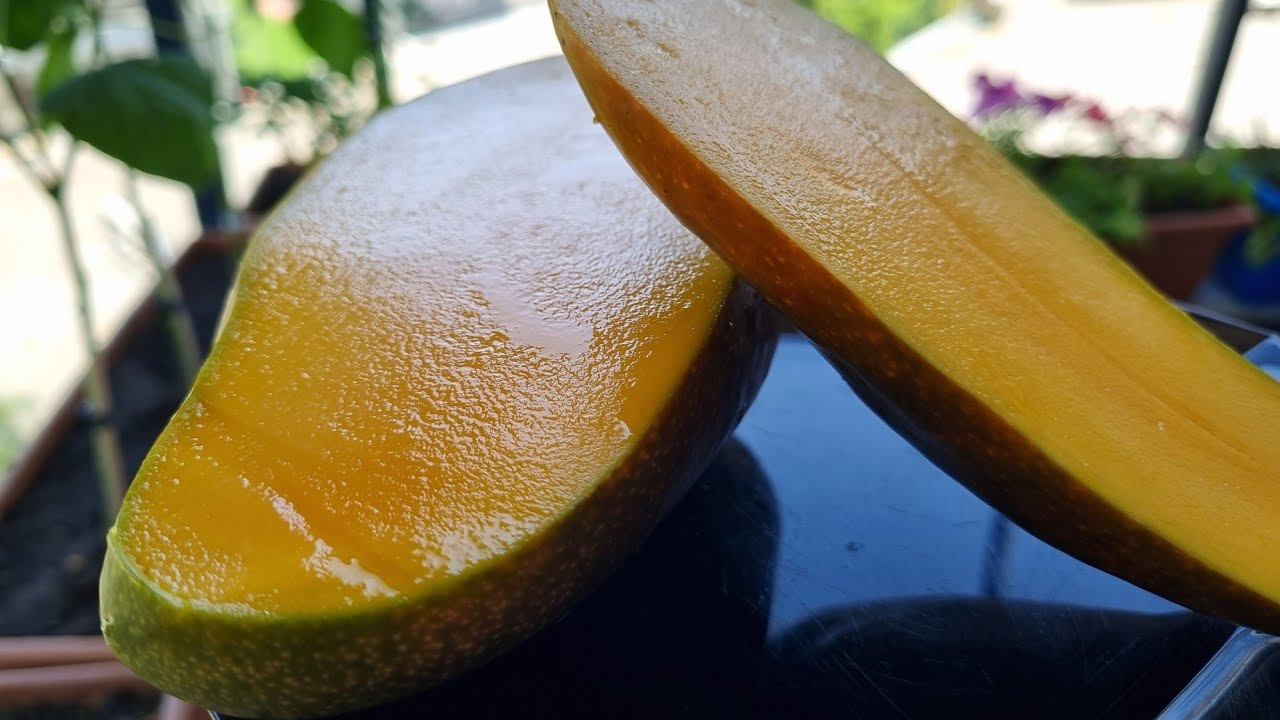 Evde Mango Olgunlaştırma 🥭 | Tropikal & Hint Mutfağı Sırrı 🌴