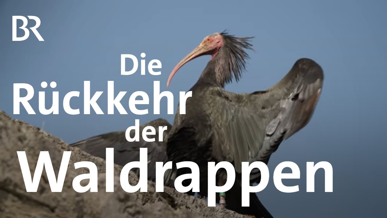 Menschen zeigen Zugvögeln den Weg I Die Rückkehr der Waldrappe | Gute Nachrichten vom Planeten | BR