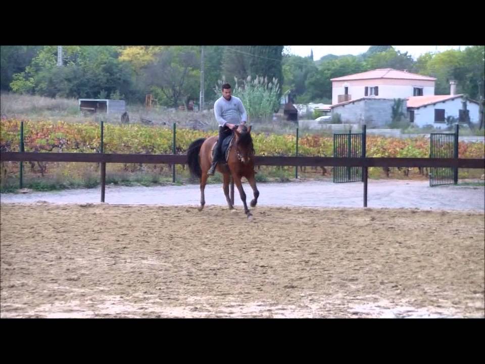 dardo