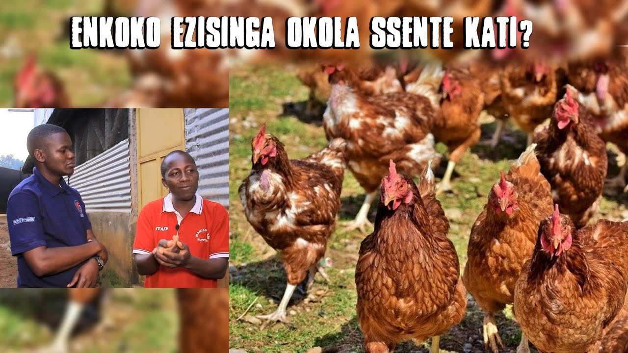 Omanya otya ekika ky'enkoko ekisinga?_ How to choose the best Chicken breed for your farm?