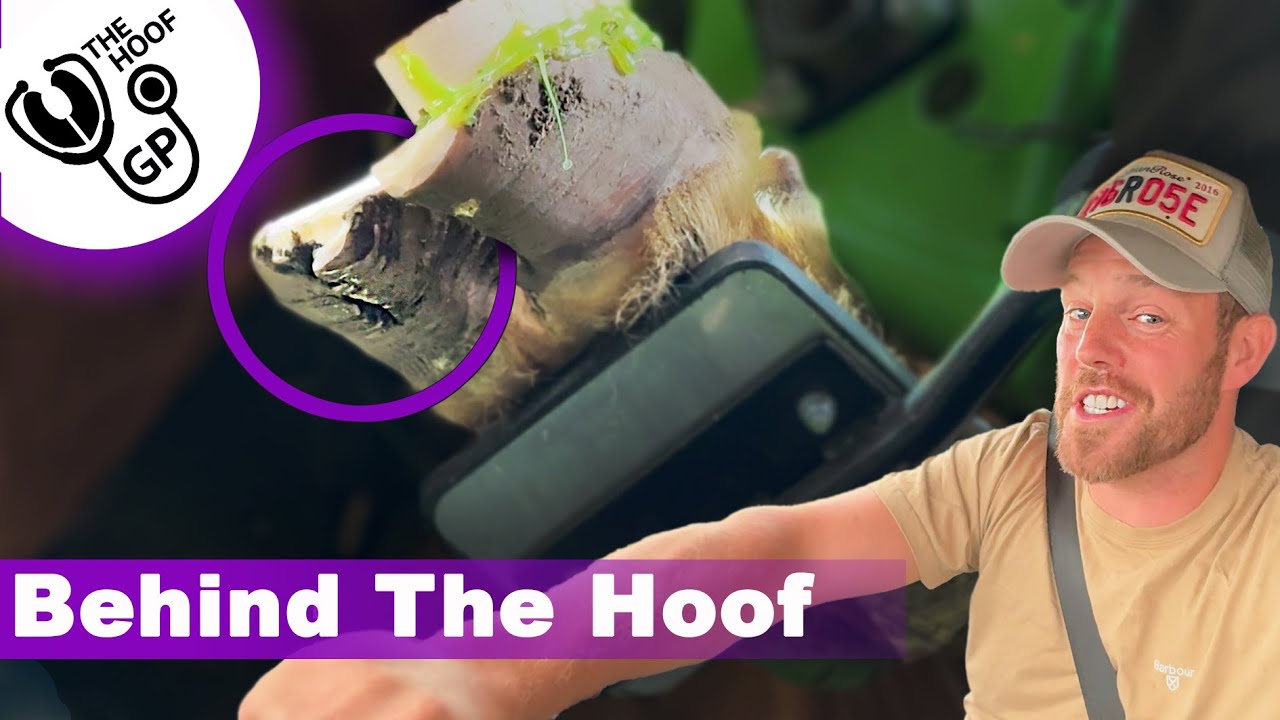 В этом БЫЧЬЕМ КОПЫТЕ есть КАМЕНЬ, ВЫЙДИТЕ С ПАРНЯМИ и пугающим Грэмом | BTH Эпизод 8