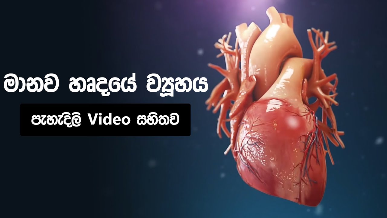 මානව හෘදයේ ව්&zwj;යුහය 😵| structure of human heart sinhala | manawa hardaye viyuhaya