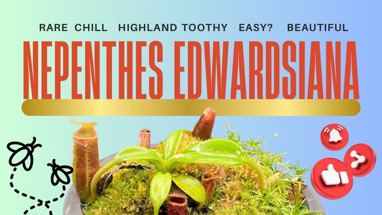 The Eddy, Nepenthes edwardsiana ; Show me the Green episode 62