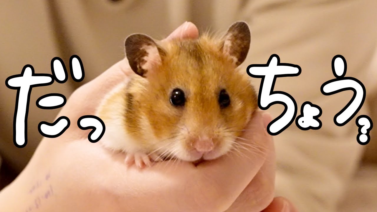 【2月】でちゃった【ゴールデンハムスター】#22