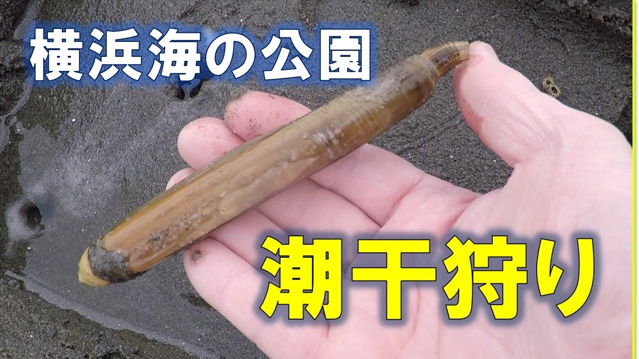 横浜海の公園　潮干狩り　2025