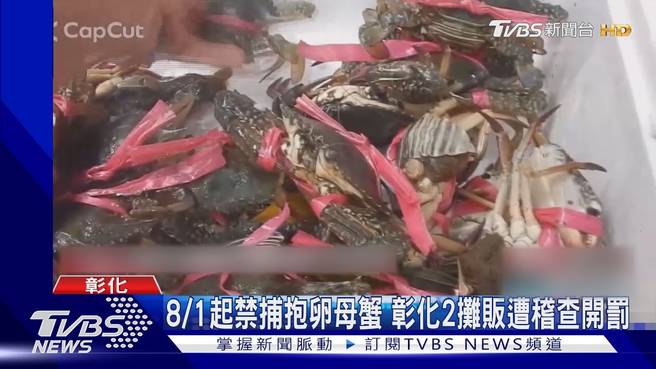 8/1起禁捕抱卵母蟹 彰化2攤販遭稽查開罰｜TVBS新聞 @TVBSNEWS01