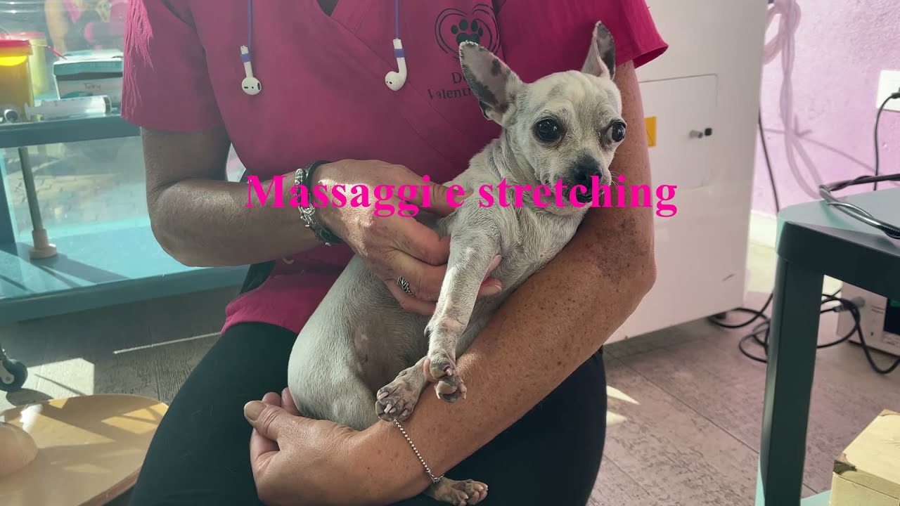Fisioterapia in cane con ernie cervicali croniche - Fisioterapia Veterinaria Pisa®