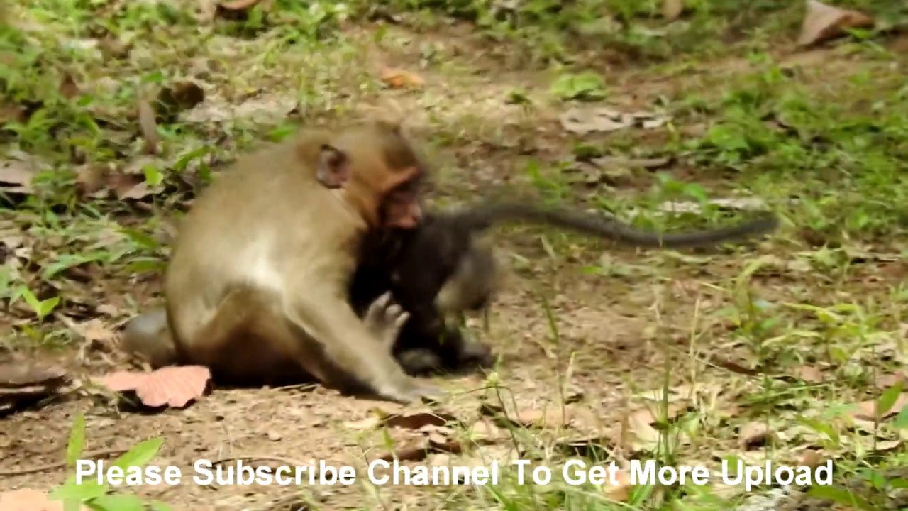 Nearly Die SP Carry Baby Donny By Mouth| Donny Has No Power To Do Back | Polly Play Around Mom