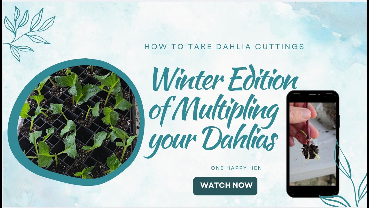 Dahlia Cutting Winter Adventure Continues