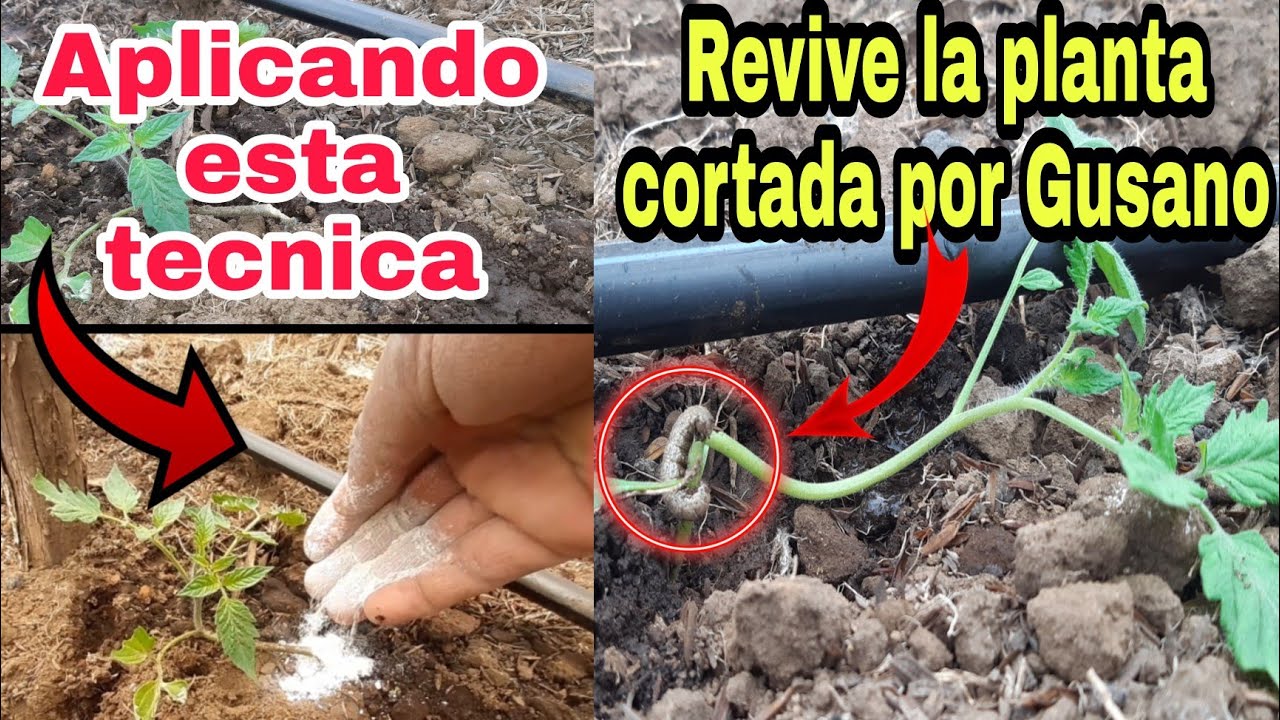 Salva tu planta de TOMATE cortada por el gusano/con esta tecnica