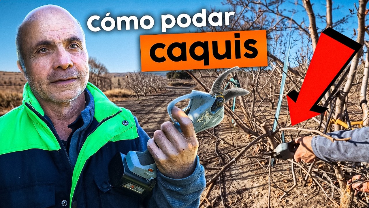 Cómo PODAR CAQUIS para MÁS FRUTA y MEJOR PRODUCCIÓN 🍑✂️ Con Salvador Marqués