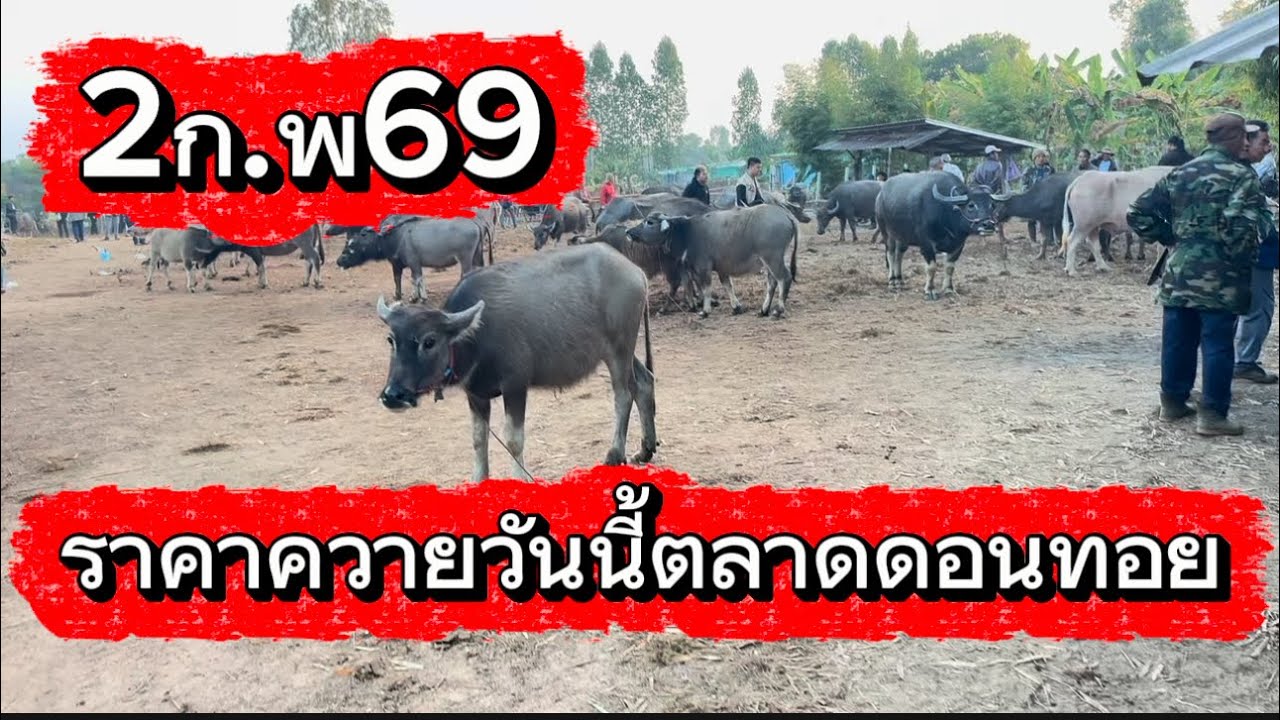 ลุงวิมลเลาะชมบรรยากาศชื้อขายควายตลาดดอนทอย อ.อากาศ จ.สกลนคร #ราคาควายวันนี้ 2/2/69