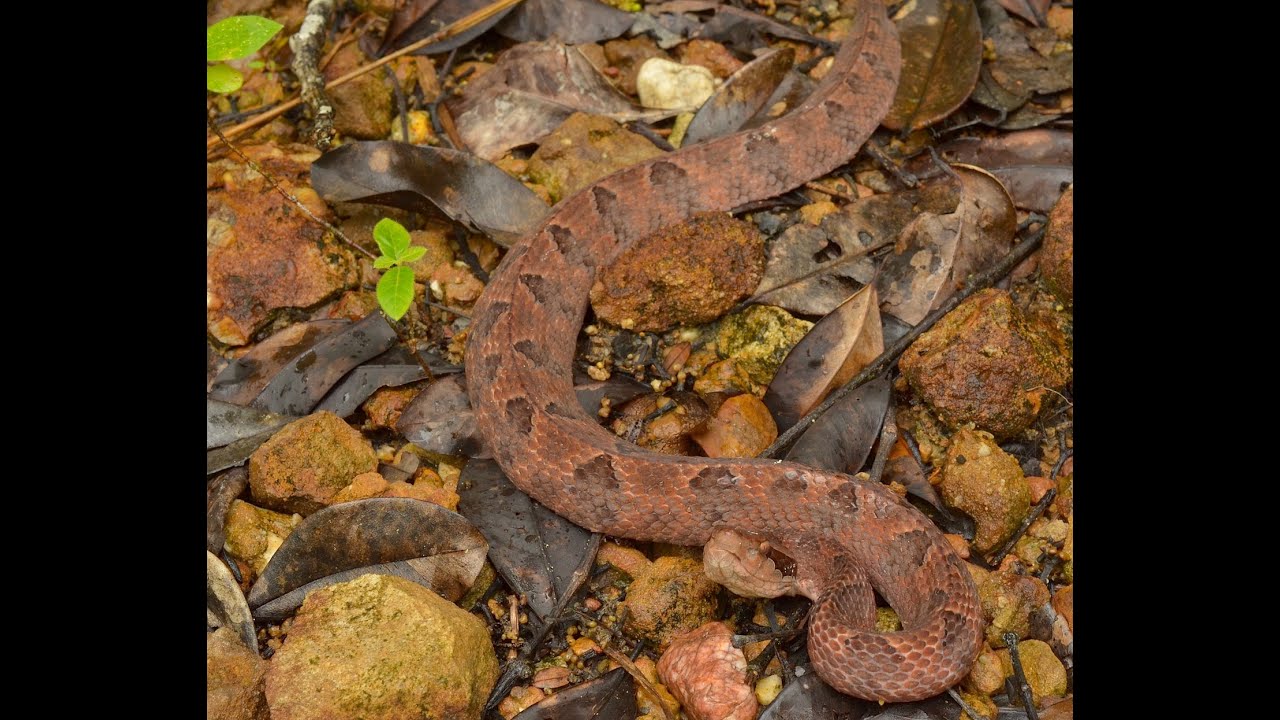 Deadliest Snake in Thailand! 🇹🇭 Thailand Living