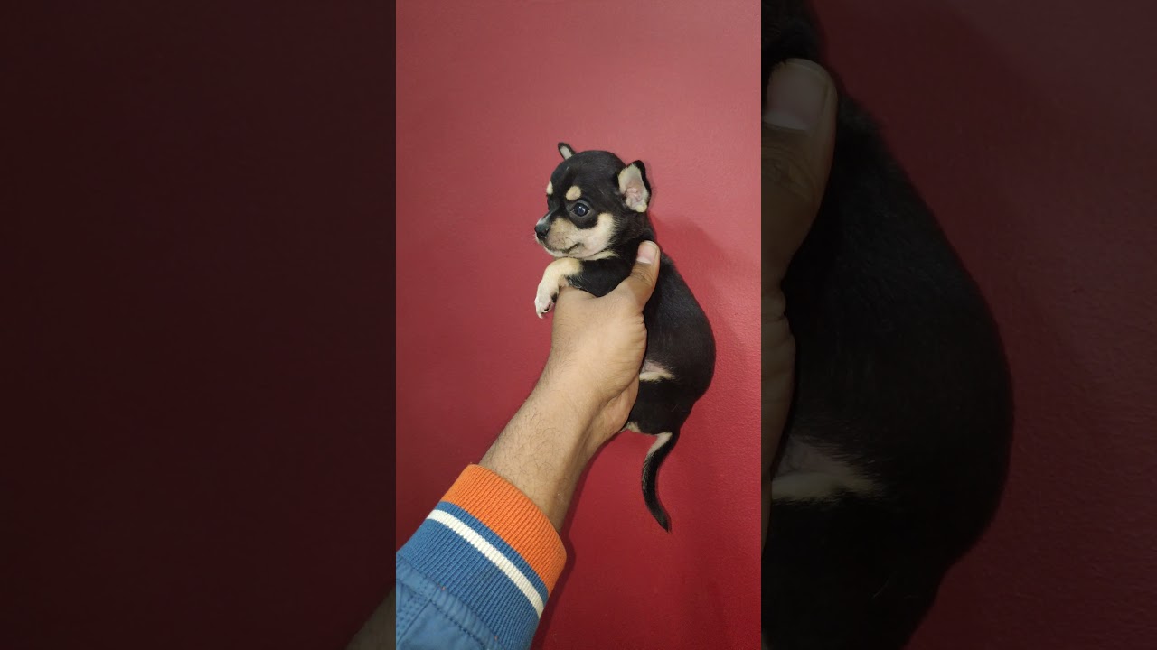 saikennels-chihuahua puppies available-9711975047 delivery all over india