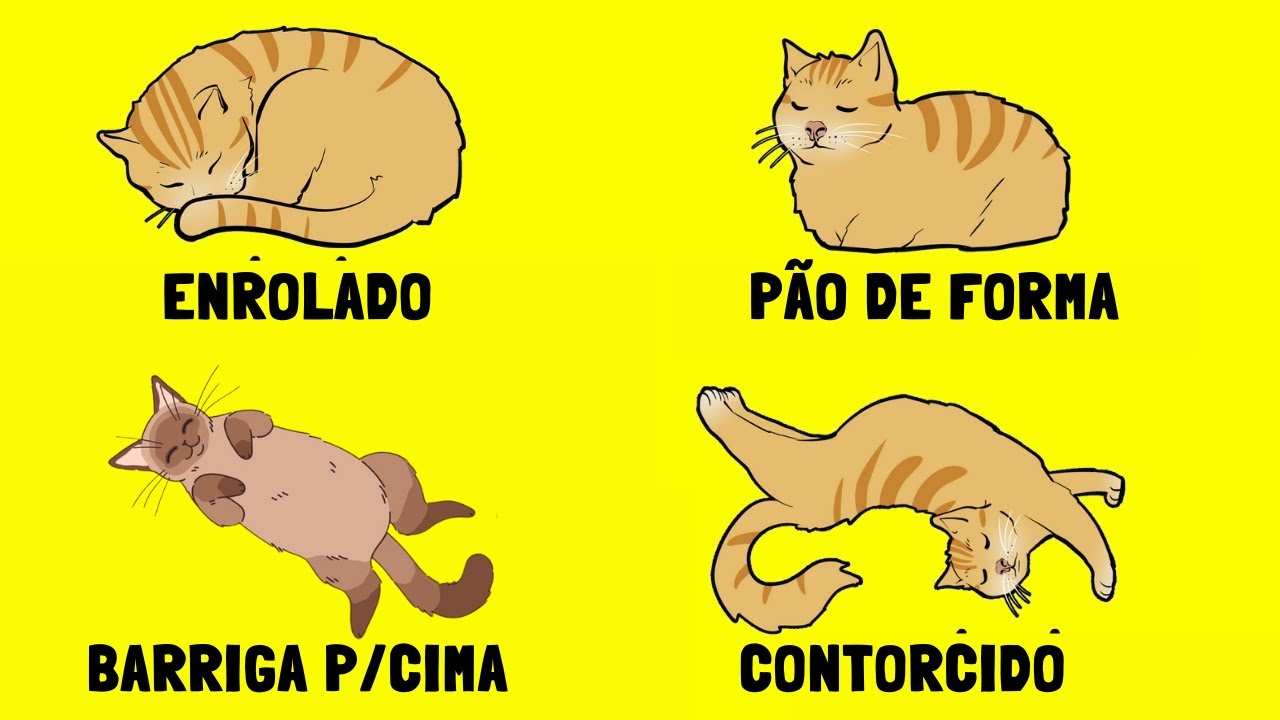 Significados por Trás das Posições dos Gatos Dormindo| O que Cada uma Revela?